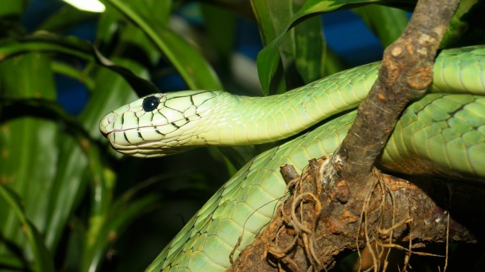 Mamba zelená / ilustrační foto